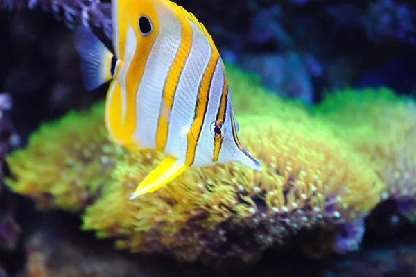 熱帯の魚 chelmon rostratus — ストック写真