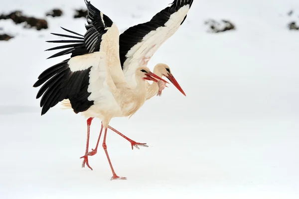 Stork — Stock Photo, Image