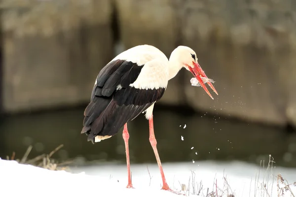 Stork — Stock Photo, Image