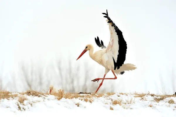 Stork — Stock Photo, Image