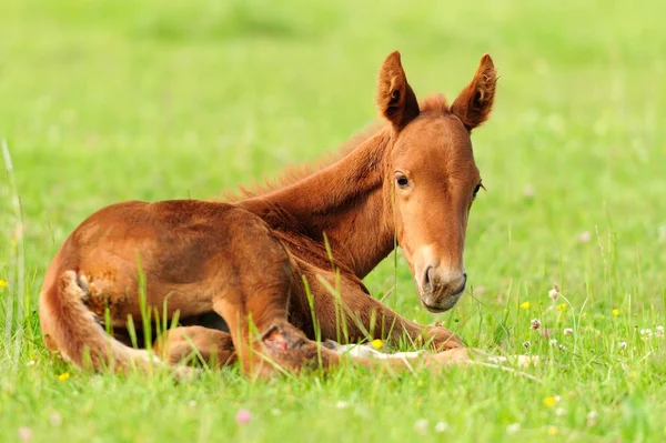 Colt in meadow — Stock Photo, Image