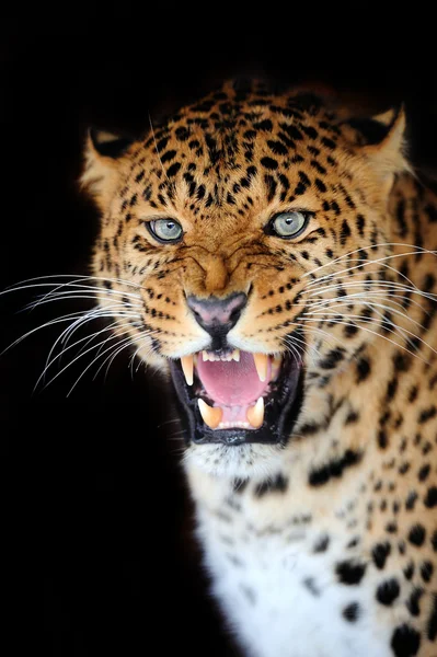 Leopardo — Foto de Stock