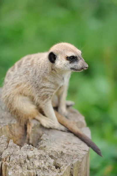 Erdmännchen steht aufrecht und sieht aufmerksam aus — Stockfoto