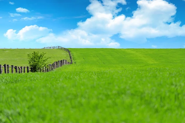 Sommarlandskap — Stockfoto