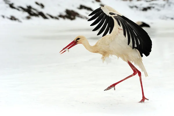 Stork — Stock Photo, Image