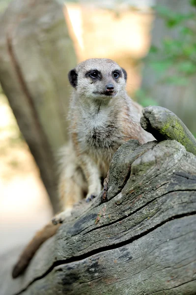 Meerkat standing upright and looking alert — Stock Photo, Image