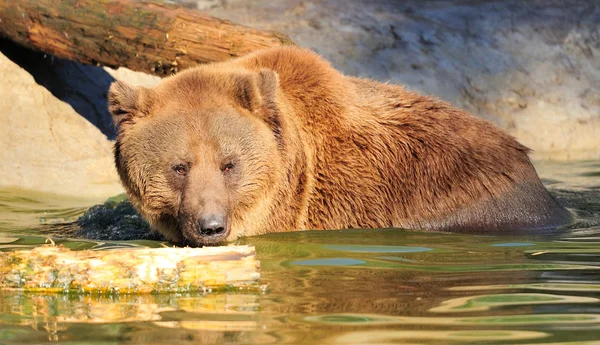 Brown bear