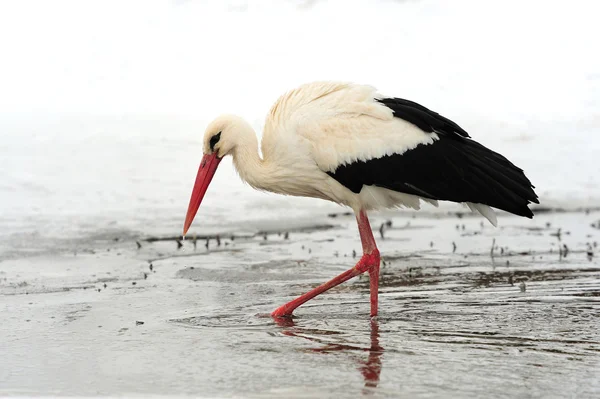 Stork — Stock Photo, Image