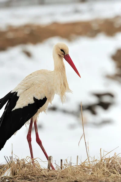 Stork — Stock Photo, Image