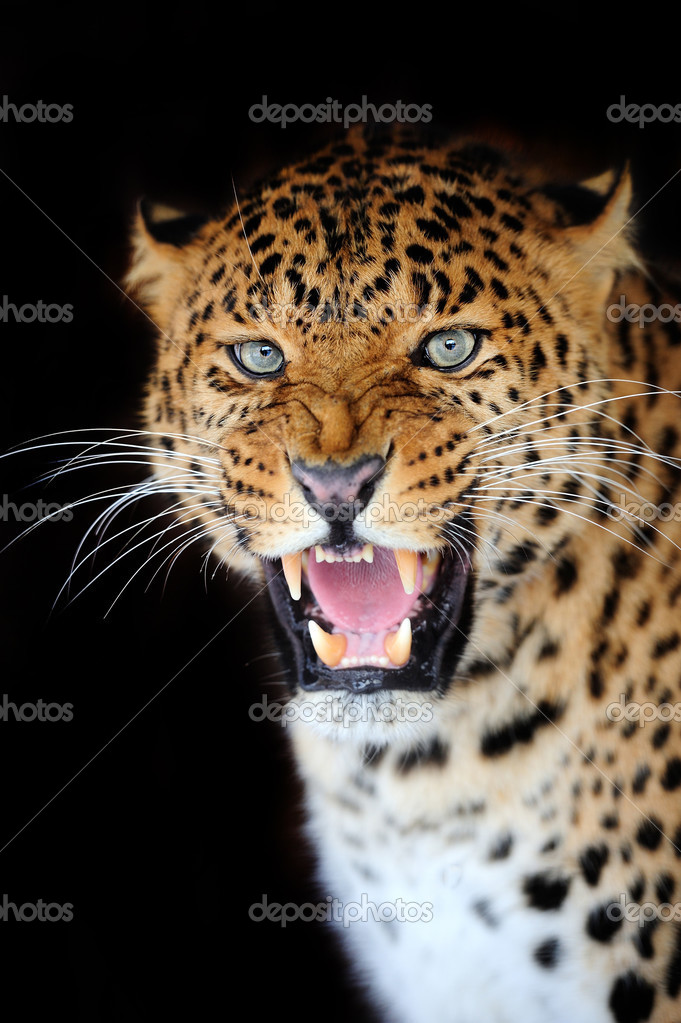 Leopard Stock Photo by ©VolodymyrBur 23442862 Leopard Stock Photo by ©VolodymyrBur 23442862