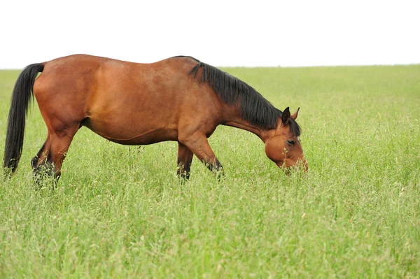 Horses in meadow — Stock Photo, Image