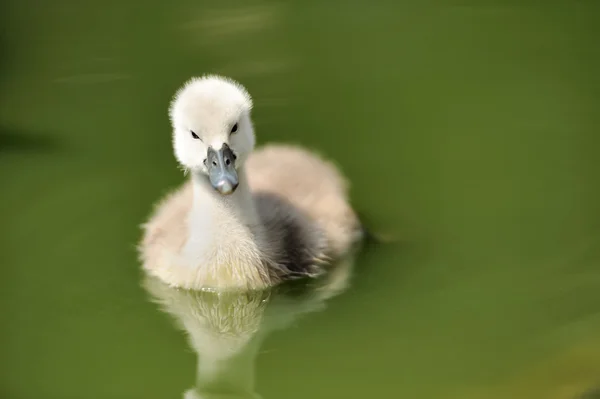 Cisne cisne —  Fotos de Stock