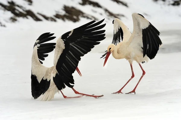 Stork — Stock Photo, Image