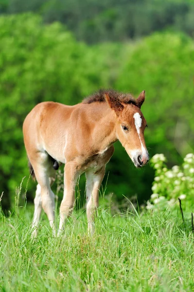 Colt dans la prairie — Photo