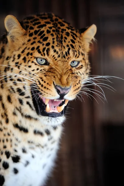 Retrato de leopardo — Fotografia de Stock