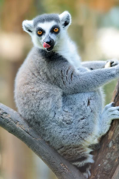 Lemur Rechtenvrije Stockafbeeldingen