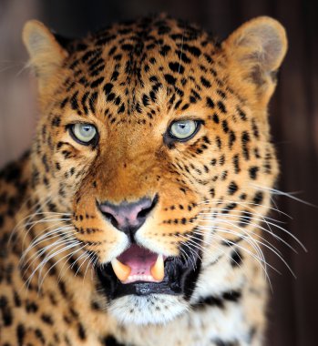 leopar portre