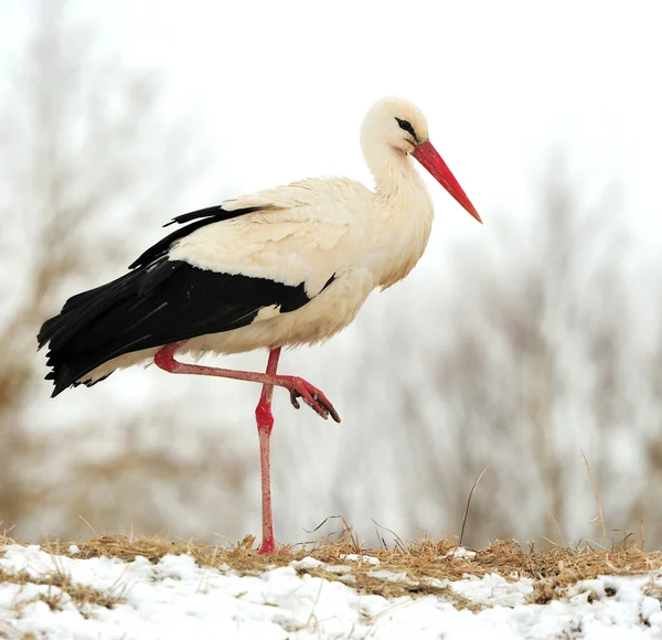 Stork — Stock Photo, Image