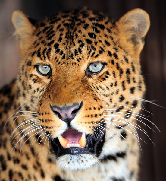 Leopard portrait