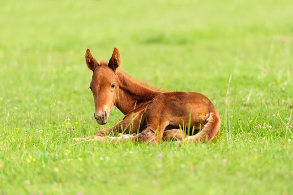 Colt in meadow — Stock Photo, Image