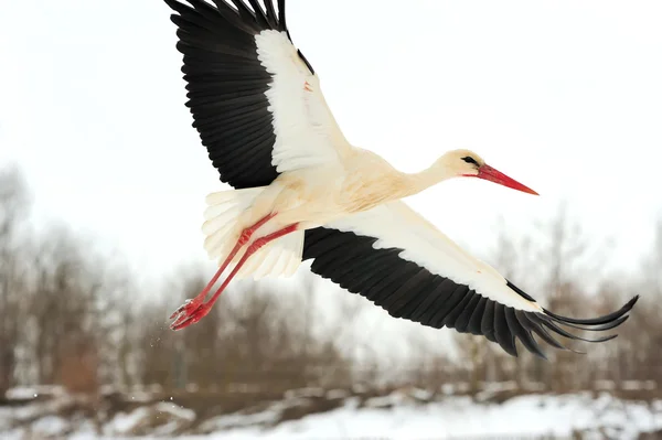 Stork — Stock Photo, Image