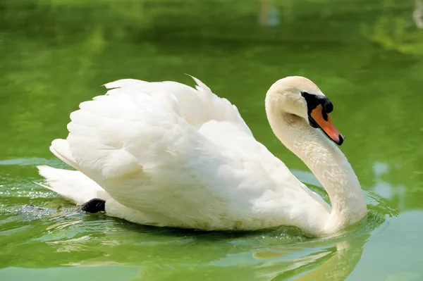 Schwan — Stockfoto