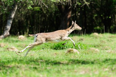 Karaca bir çayır üzerinde atlama