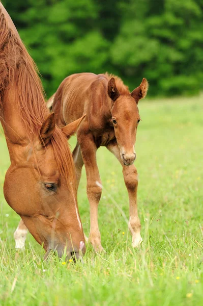 Horses in meadow — Stock Photo, Image