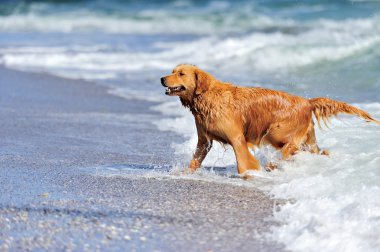 golden retriever plajda çalışan