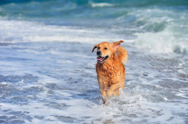 golden retriever plajda çalışan