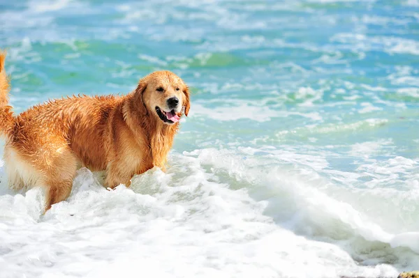 Golden retriever correndo na praia — Fotografia de Stock