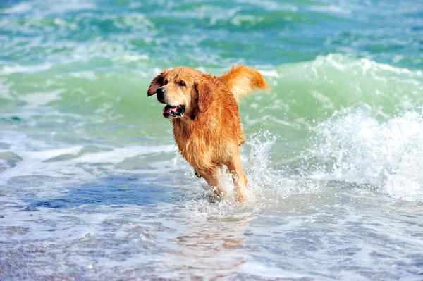 金毛猎犬在海滩上运行 — 图库照片