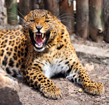 leopar