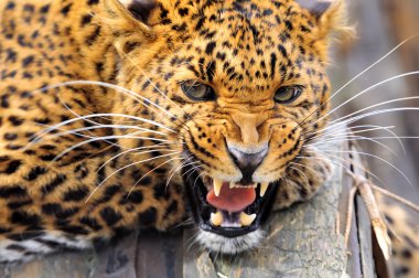 leopar
