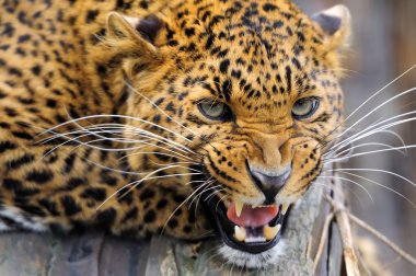 leopar