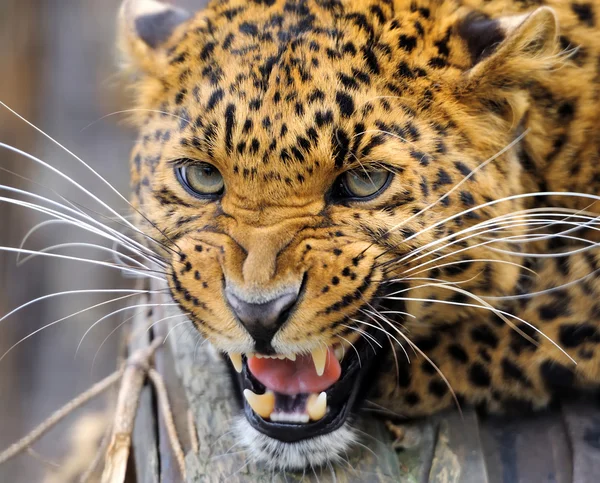 Leopard — Stockfoto