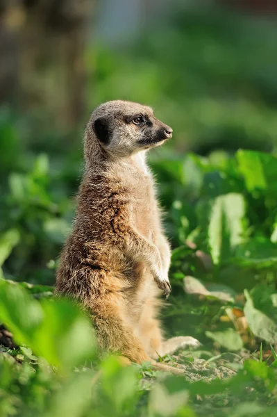 Meerkat. — Fotografia de Stock