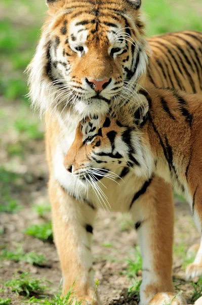 Tigre — Fotografia de Stock