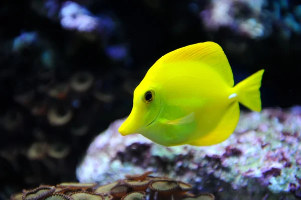 Tropické Bodlok žlutý na korálovém útesu — Stock fotografie