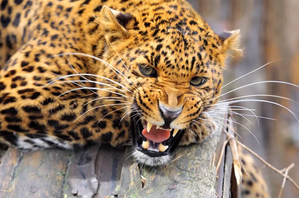 Leopard — Stockfoto