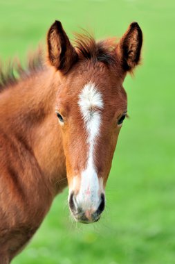 Colt