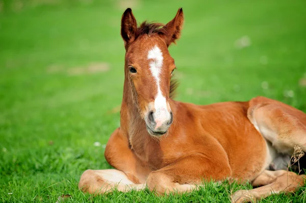 Colt — Stock Photo, Image