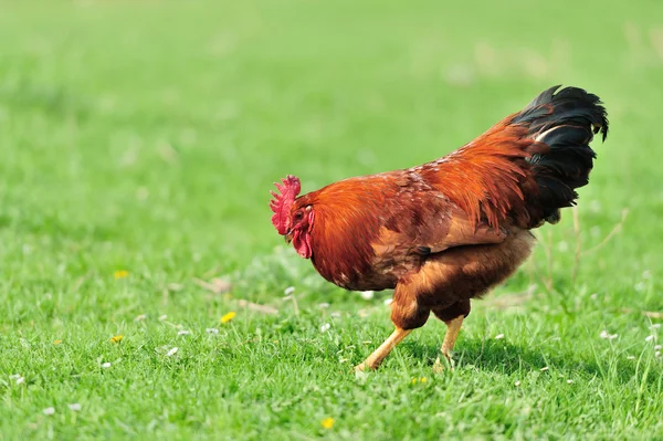 Gallo — Foto Stock