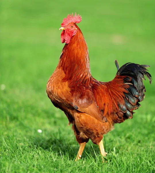 Rooster — Stock Photo, Image