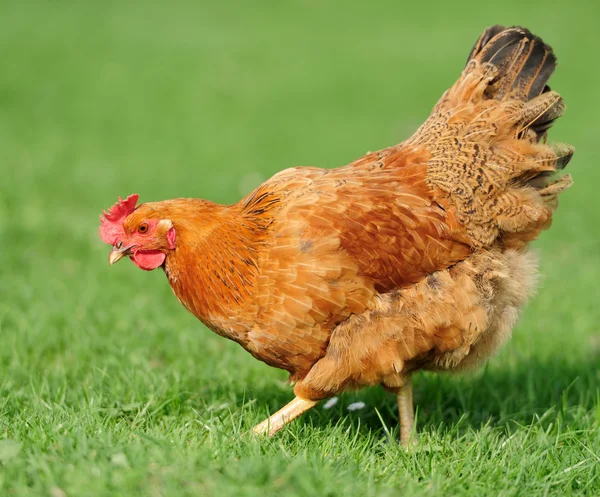 Huhn — Stockfoto