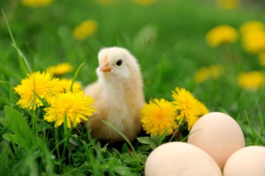 Çimlerde küçük bir tavuk