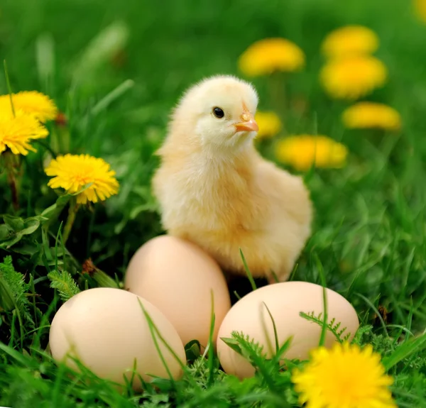 Kleines Huhn auf dem Gras — Stockfoto