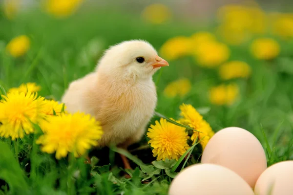 Маленький цыпленок на траве — стоковое фото