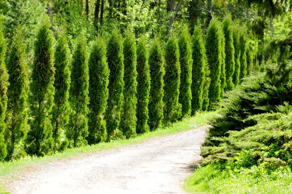 Thuja alley — Stock Photo, Image