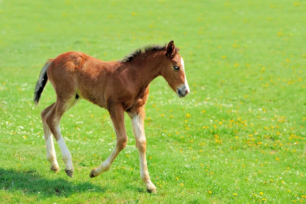 Colt. — Foto de Stock